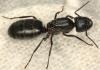 Camponotus herculeanus